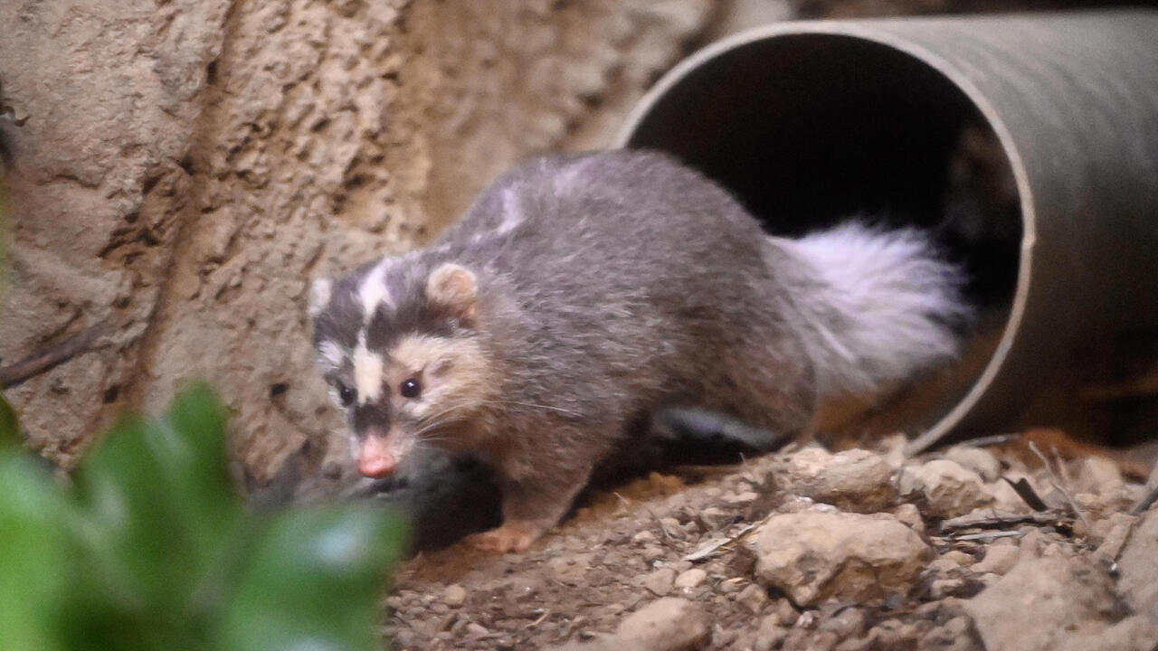 What is a ferret badger? France 24