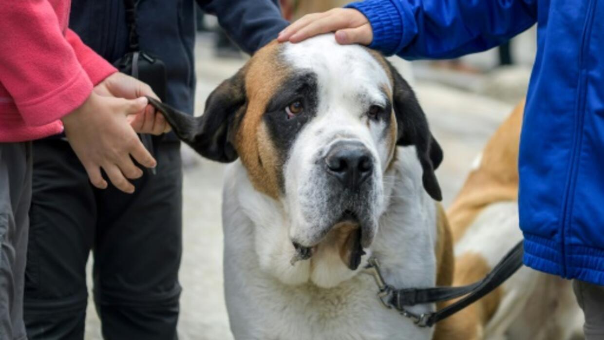 Des Chiens Pour Accompagner Les Enfants Diabétiques