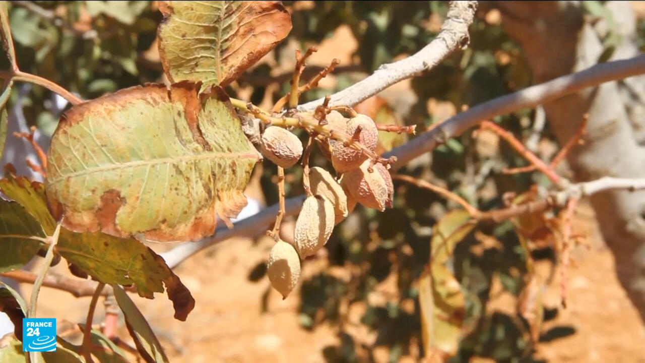 أزمة الجفاف في ليبيا تتفاقم.. أمن غذائي مهدد واعتماد متزايد على الاستيراد