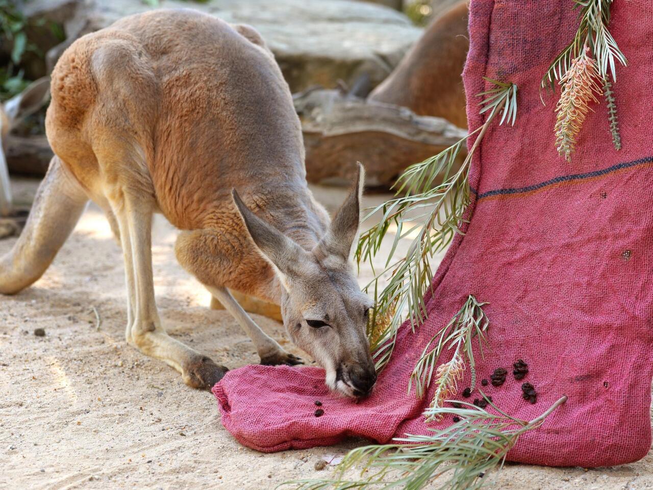 Pet Kangaroo Anna Blog