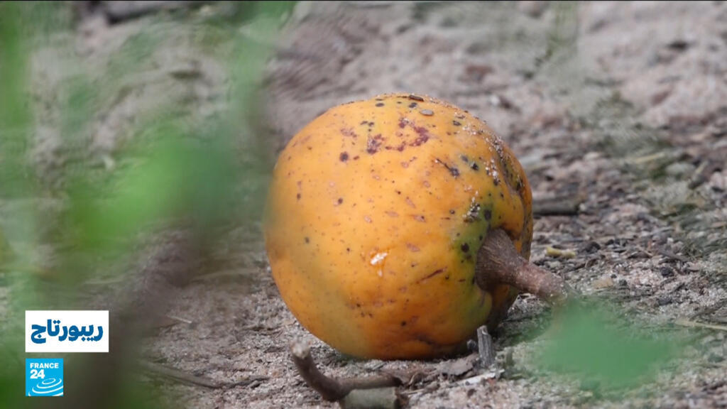 السنغال: "ماد" الكنز الطبيعي لغابة كازامانس.. فاكهة برية تحترم البيئة