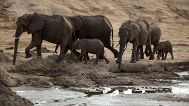 Tusker treasure: Zimbabwe's elephants are threatened by poaching, drought and human encroachment