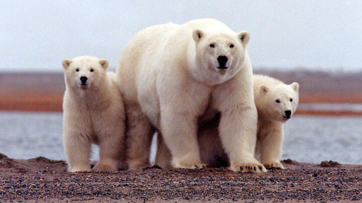 FILE PHOTO: A polar bear keeps close to her young along the Beaufort Sea coast in the Arctic National Wildlife Refuge, Alaska, March 6, 2007.