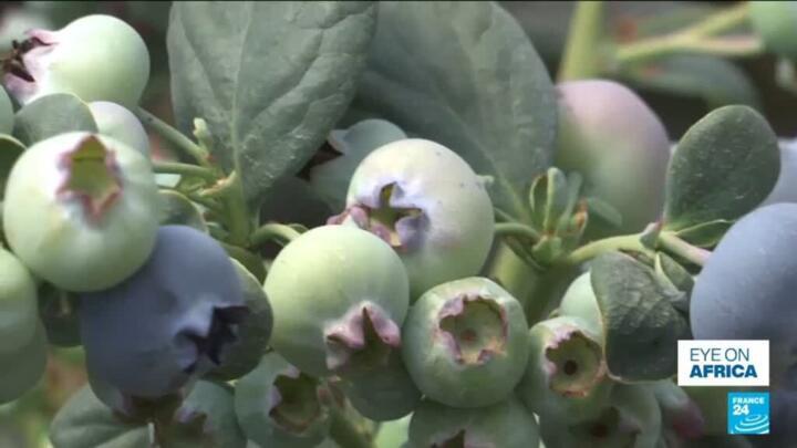 Zimbabwe blueberries: Europe is a 'key export market'