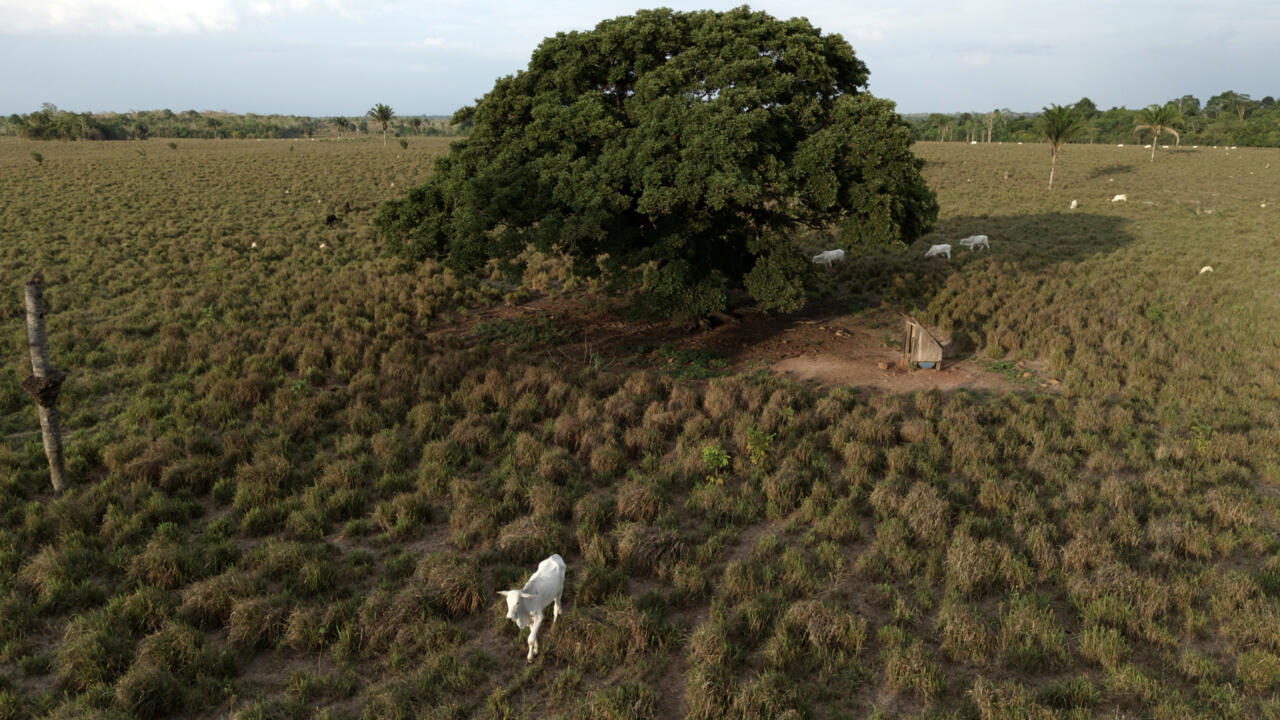 البرازيل ستطلق صندوقا استثماريا يمنح دولا تحمي الغابات مكافآت مالية