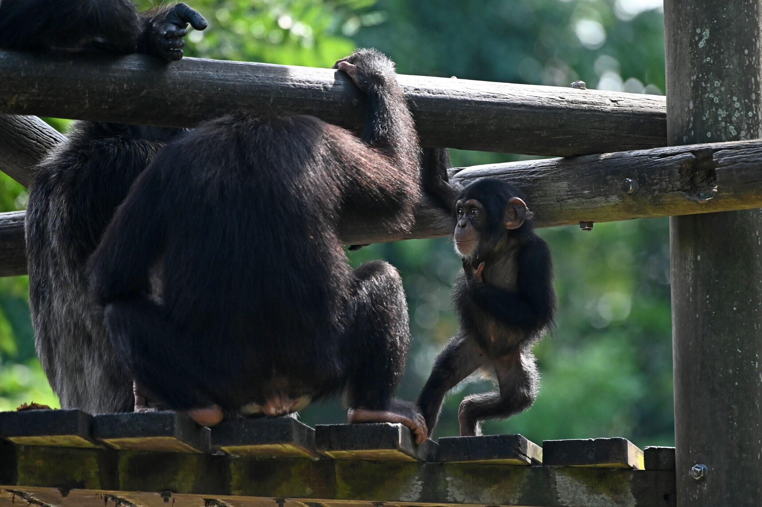 old-joke-apes-also-like-to-tease-meaning-trait-could-be-ancient