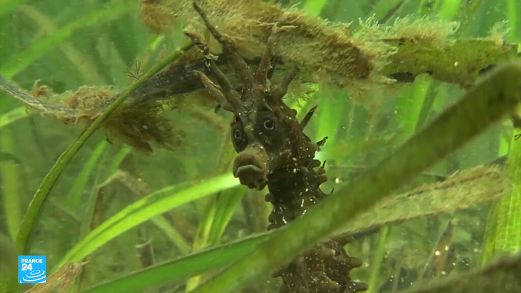 المروج البحرية "الخفية": كنوز طبيعية في خطر.. كل 30 دقيقة يختفي ما يعادل ملعب كرة قدم!