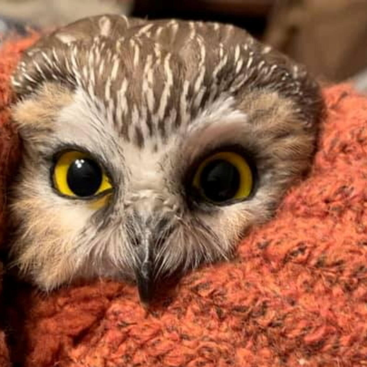 Tiny Owl Found In Branches Of New York S Rockefeller Center Christmas Tree
