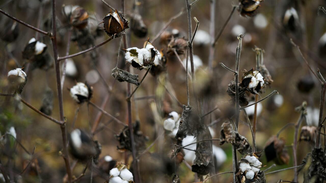 Growing cotton in France? The crazy bet of three Gers farmers Teller Report