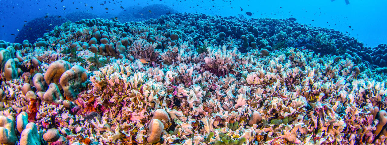 Cette photo prise par le National Geographic Pristine Seas le 24 octobre 2024, et publiée le 14 novembre, montre des plongeurs nageant au-dessus du plus grand corail du monde, situé près des îles Salo