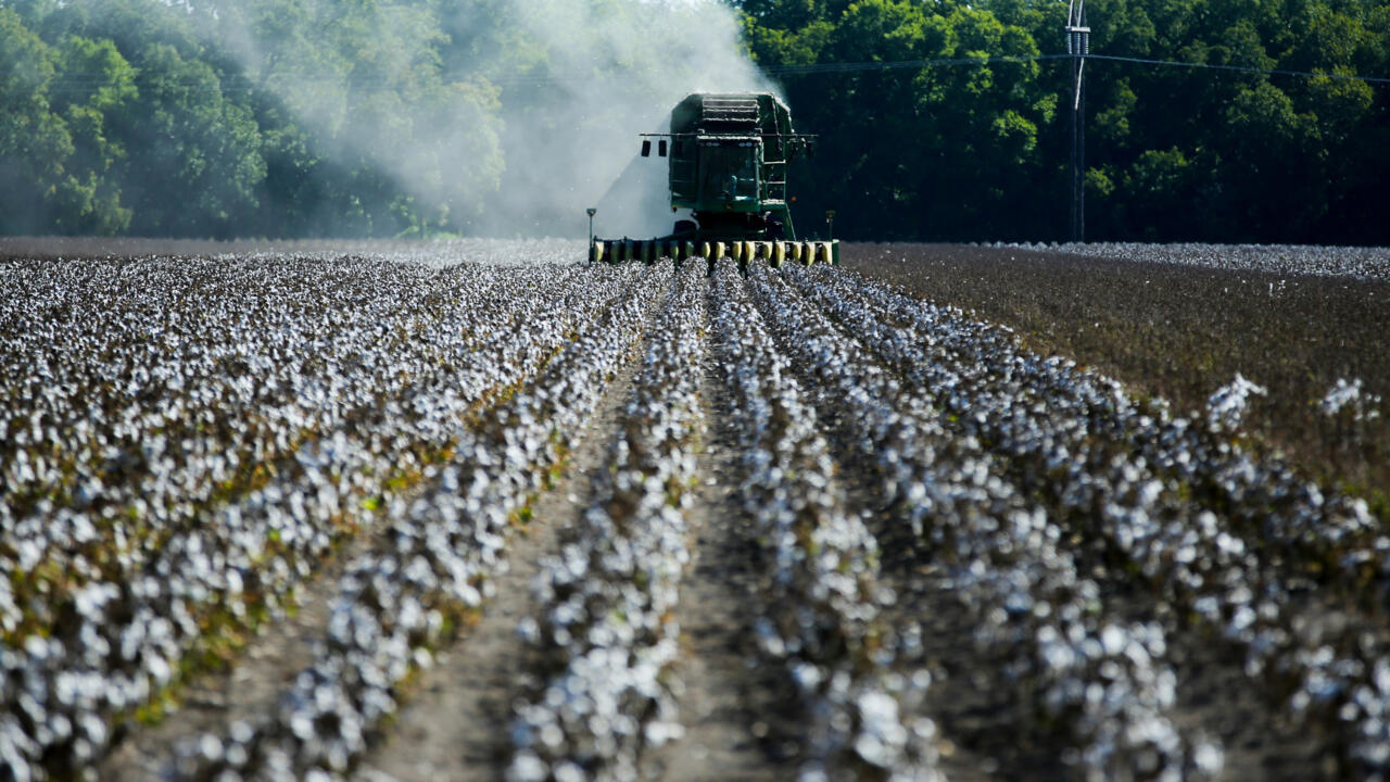 Drought decimates cotton fields in Texas Teller Report