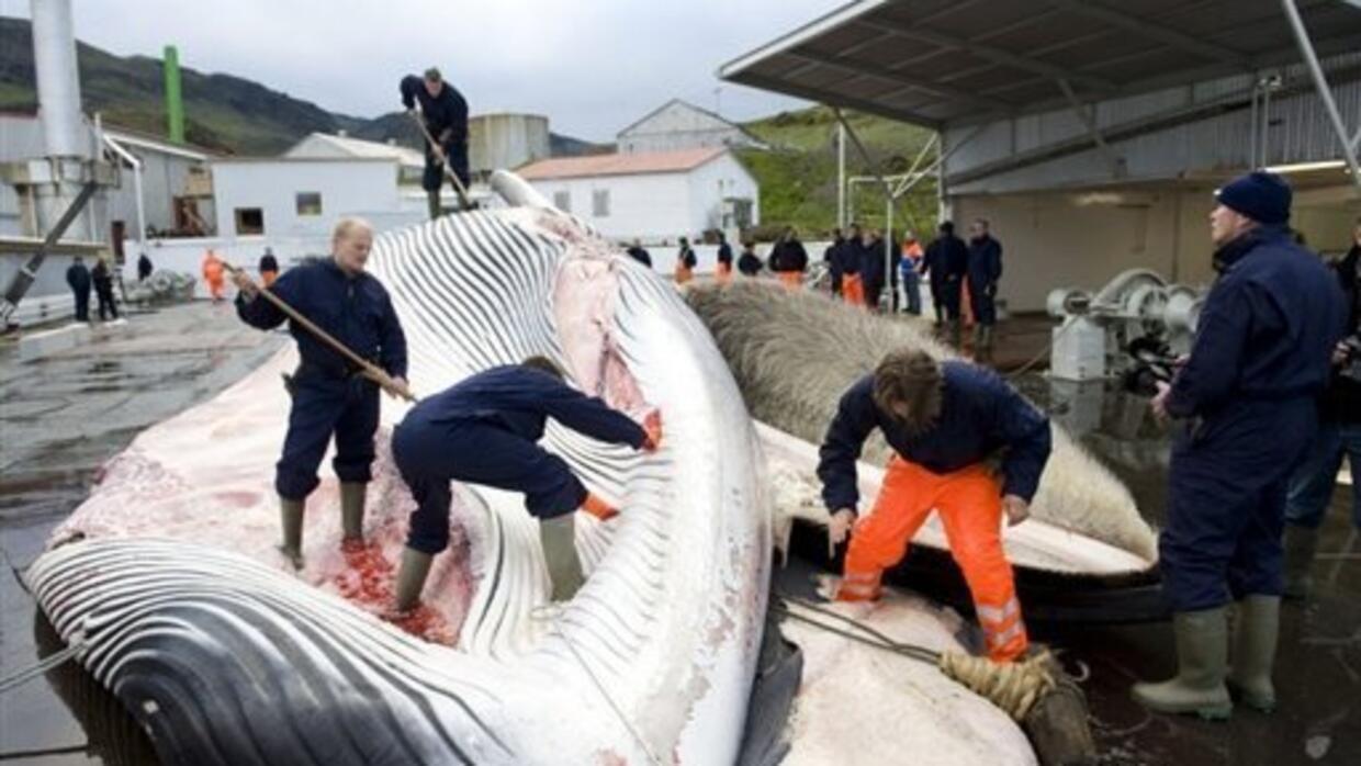 IWC unveils compromise proposal on commercial whaling, angering
