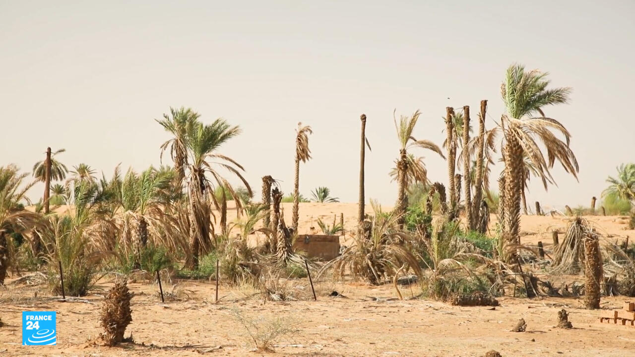 التغير المناخي يقتلع جذور الواحات الموريتانية