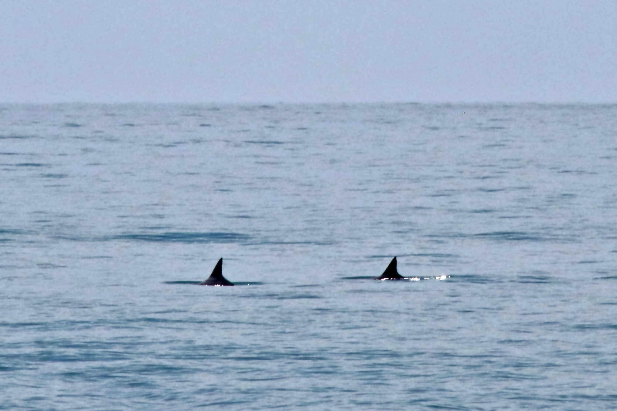 Según un grupo de conservación llamado Sea Shepherd, se estima que hay menos de 20 vagidas en el Golfo de California.