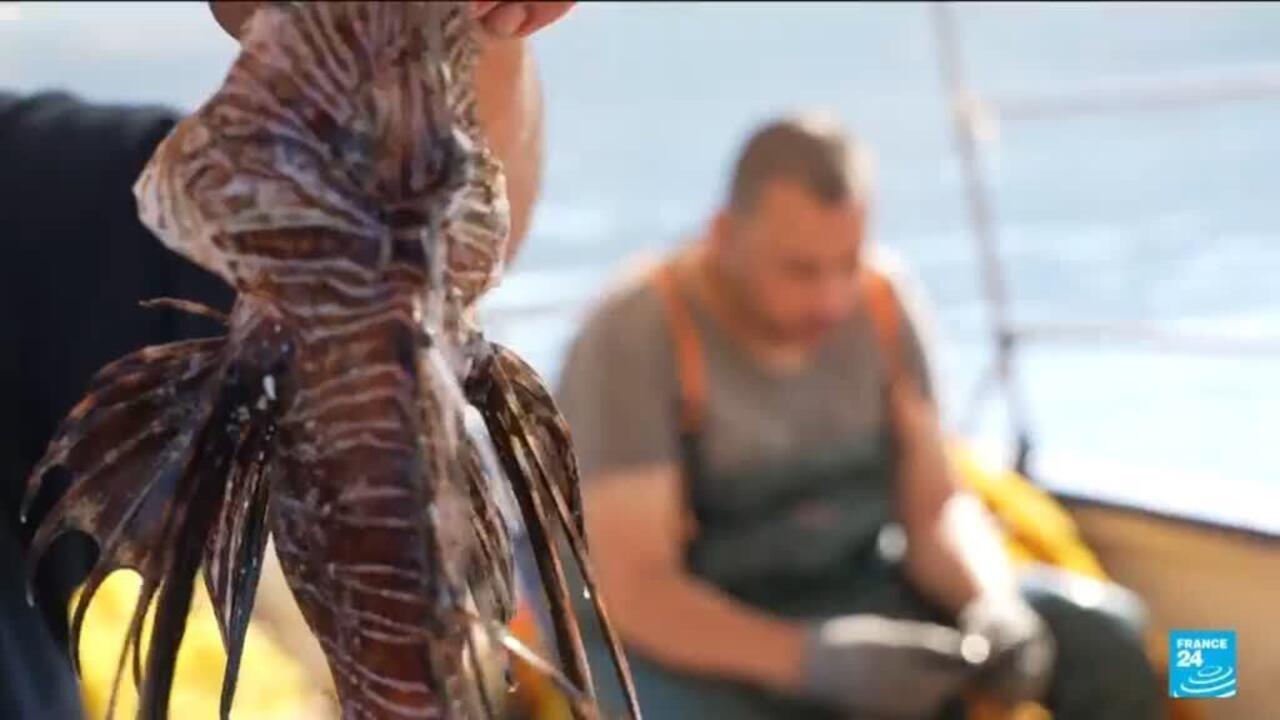 Will Greece save itself from a lionfish invasion by making carpaccio?