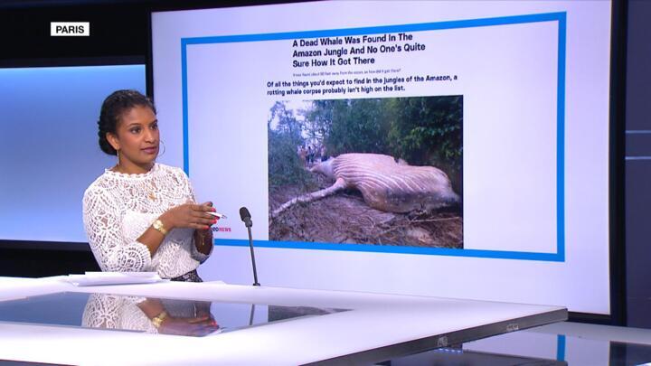 Researchers stumped after whale carcass washes up in Amazon jungle