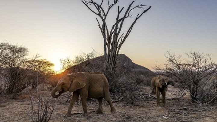 Two elephant calves search a dry landscape for fresh vegetation during a morning walk at Reteti Elephant Sanctuary in Namunyak Wildlife Conservancy, Samburu, Kenya on October 12, 2022.