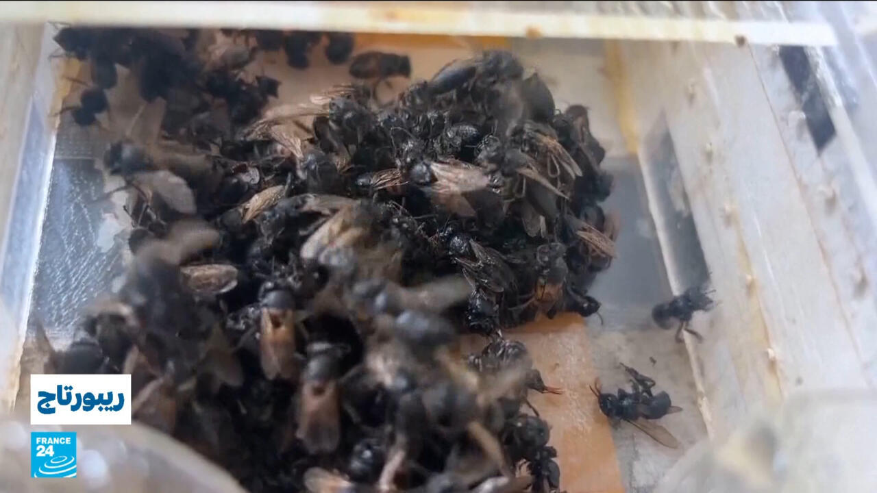 سمّ النحل علاجا للأمراض؟ تجربة كينية تثير تساؤلات علمية