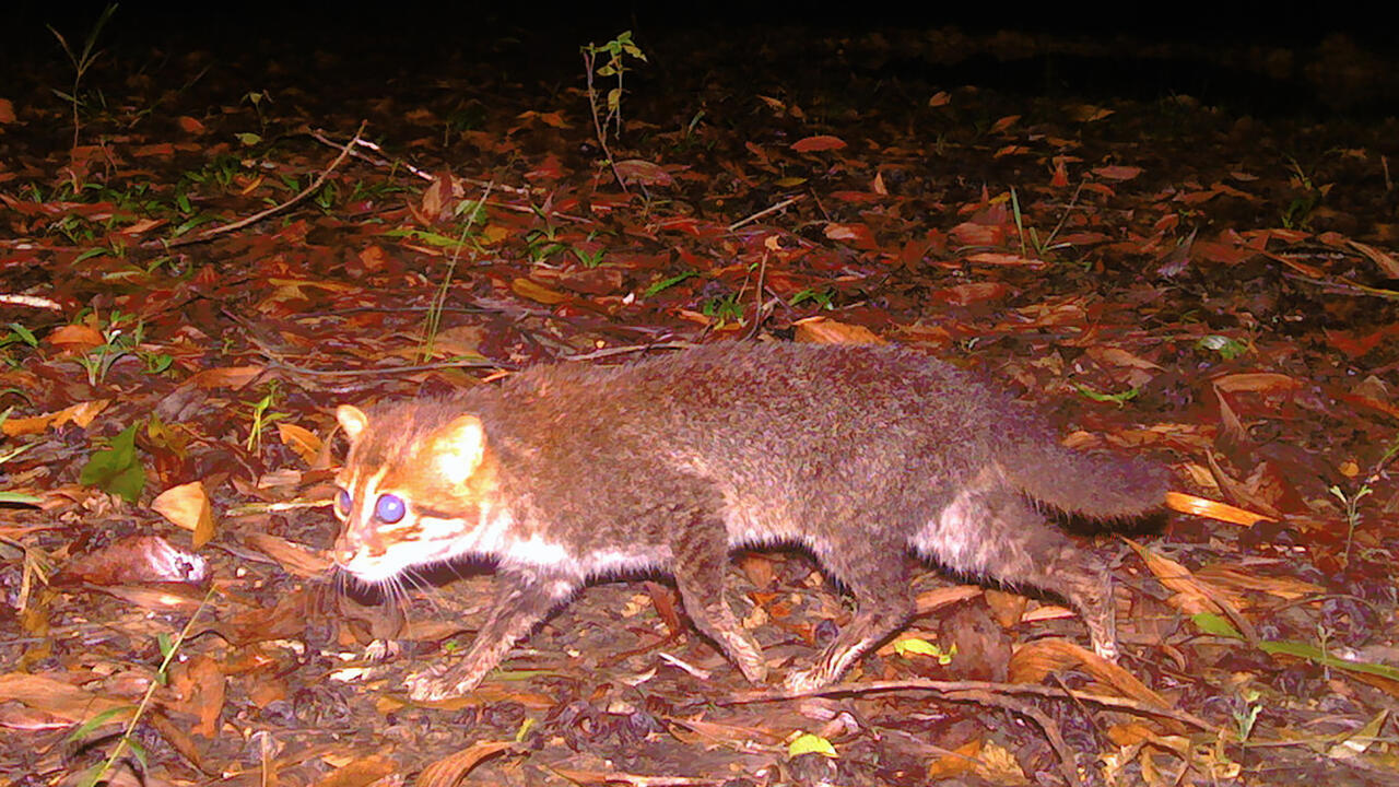 Gato salvaje que se creía extinto vuelve a ser visto en Tailandia