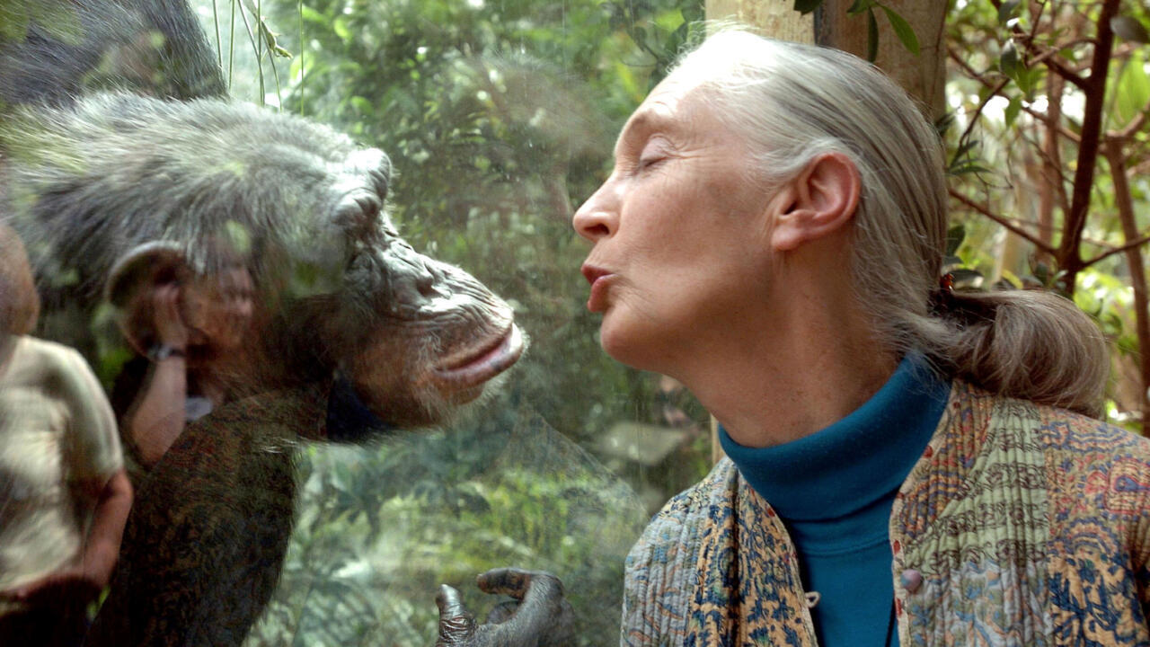 World-renowned chimpanzee expert Jane Goodall dies at 91