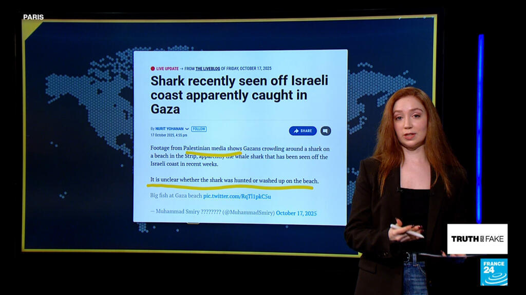 Israel's foreign ministry denounces video allegedly showing Gazans catching whale shark