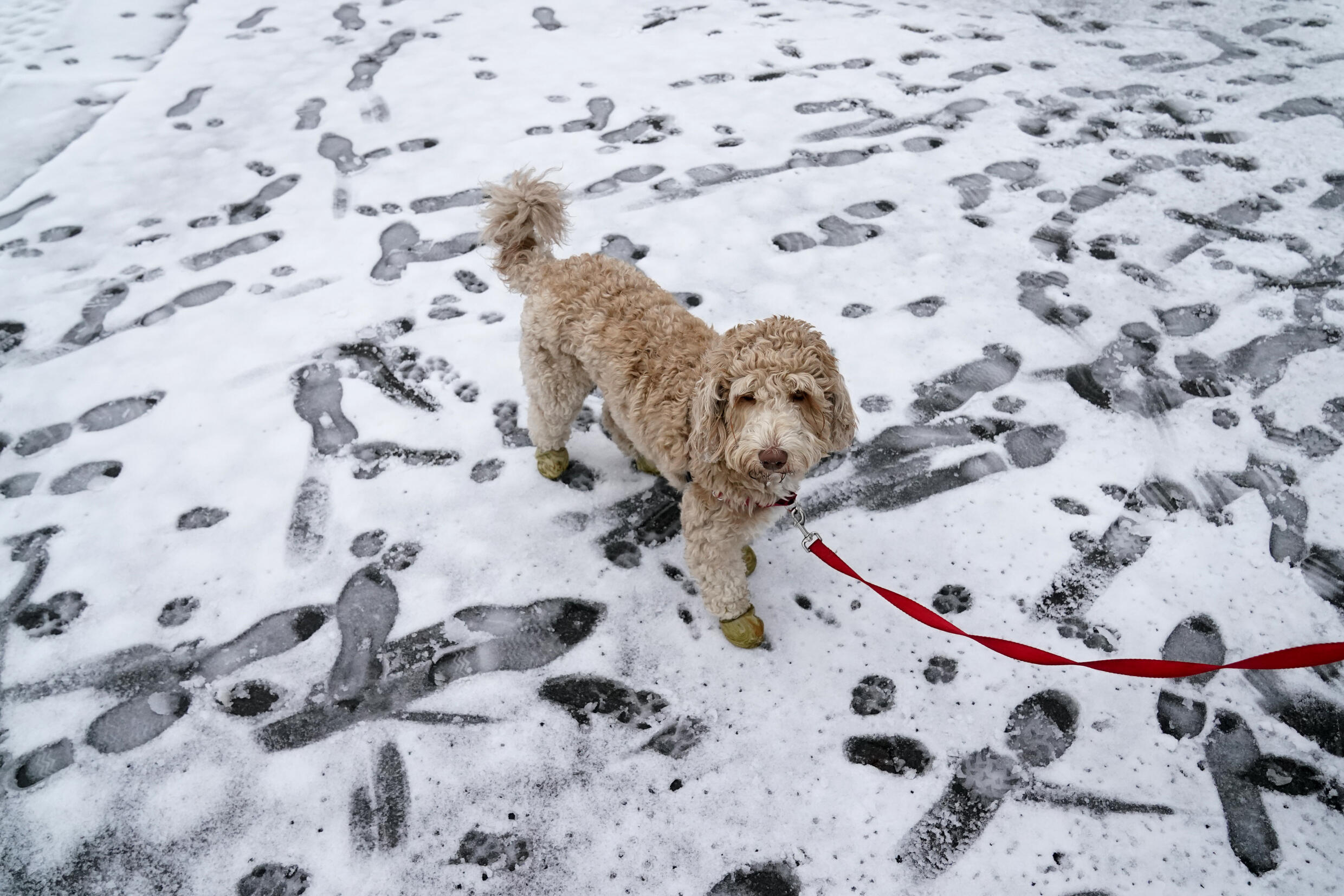 Un perro en el Riverside Park de la ciudad de Nueva York, el 28 de febrero de 2023