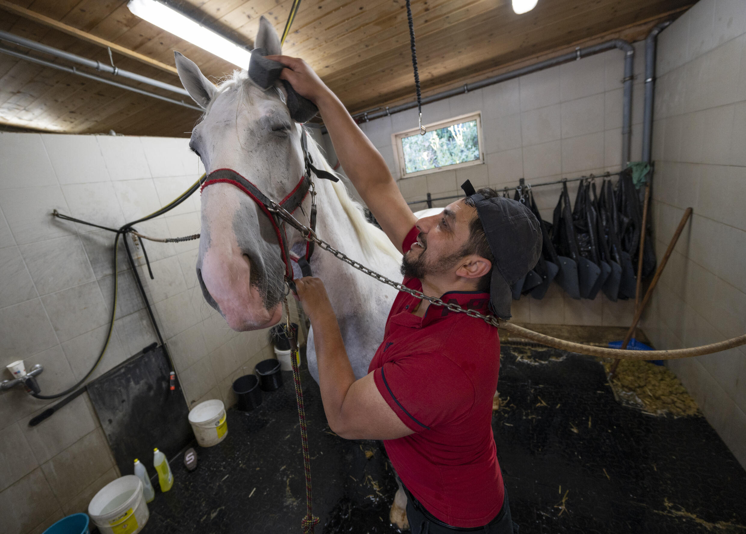 Vienna's horsedrawn carriages feel the heat