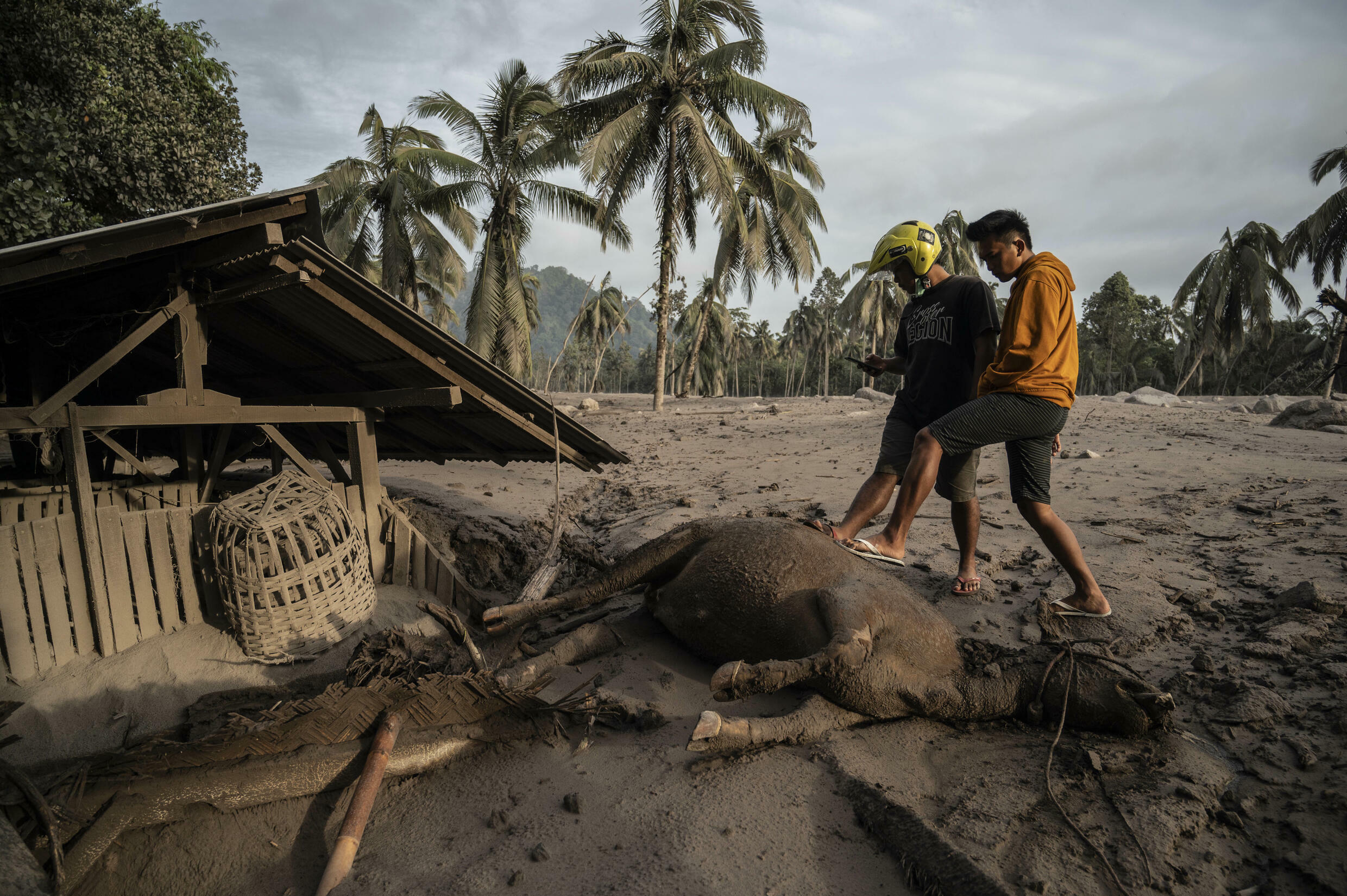 Los aldeanos miran ganado muerto y casas cubiertas de ceniza volcánica después de la erupción del volcán Semeru.