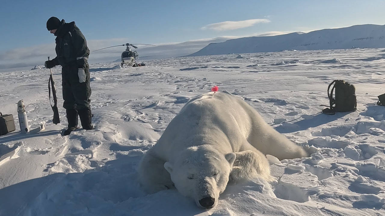 In Arctic region of Svalbard, scientists study impact of climate change on polar bears