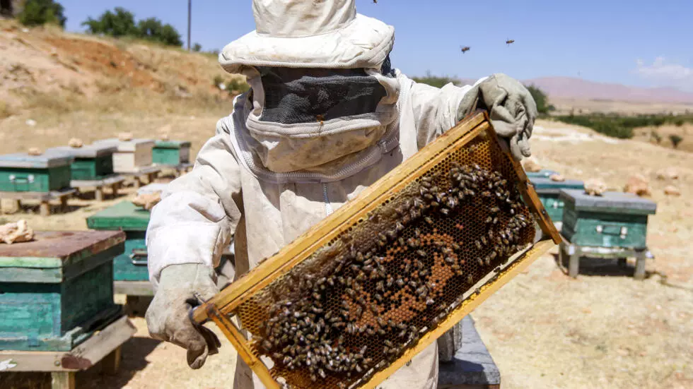 Syrian beekeepers struggle amid war, climate change, and economic