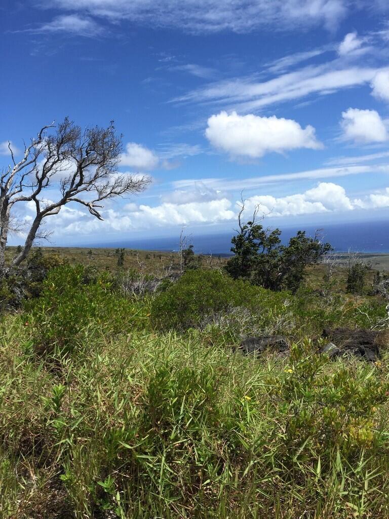Invasive firestarter How nonnative grasses turned Hawaii into a tinderbox
