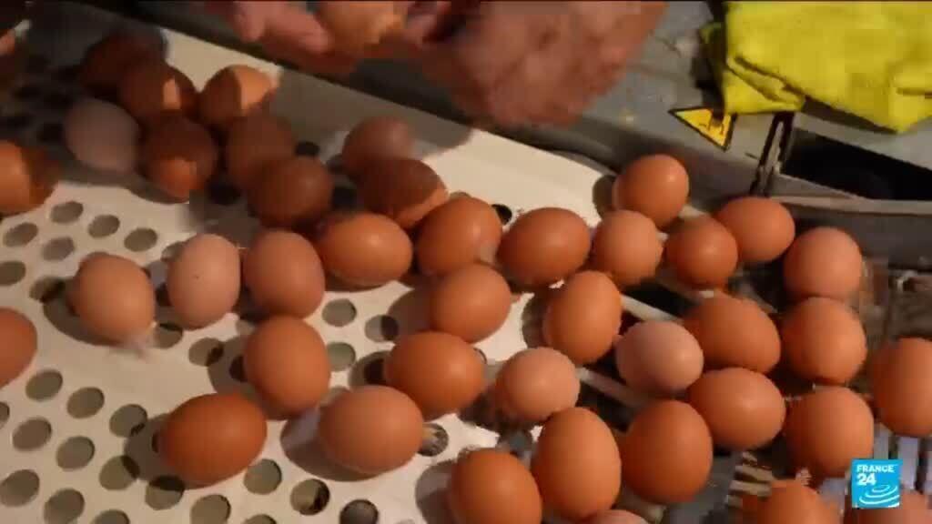 France : Pourquoi n'y a-t-il plus d'œufs dans nos magasins ?