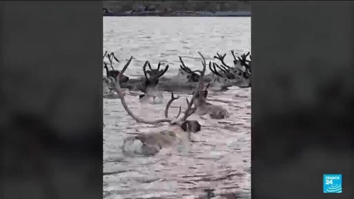 The spectacle of animal migration across the world