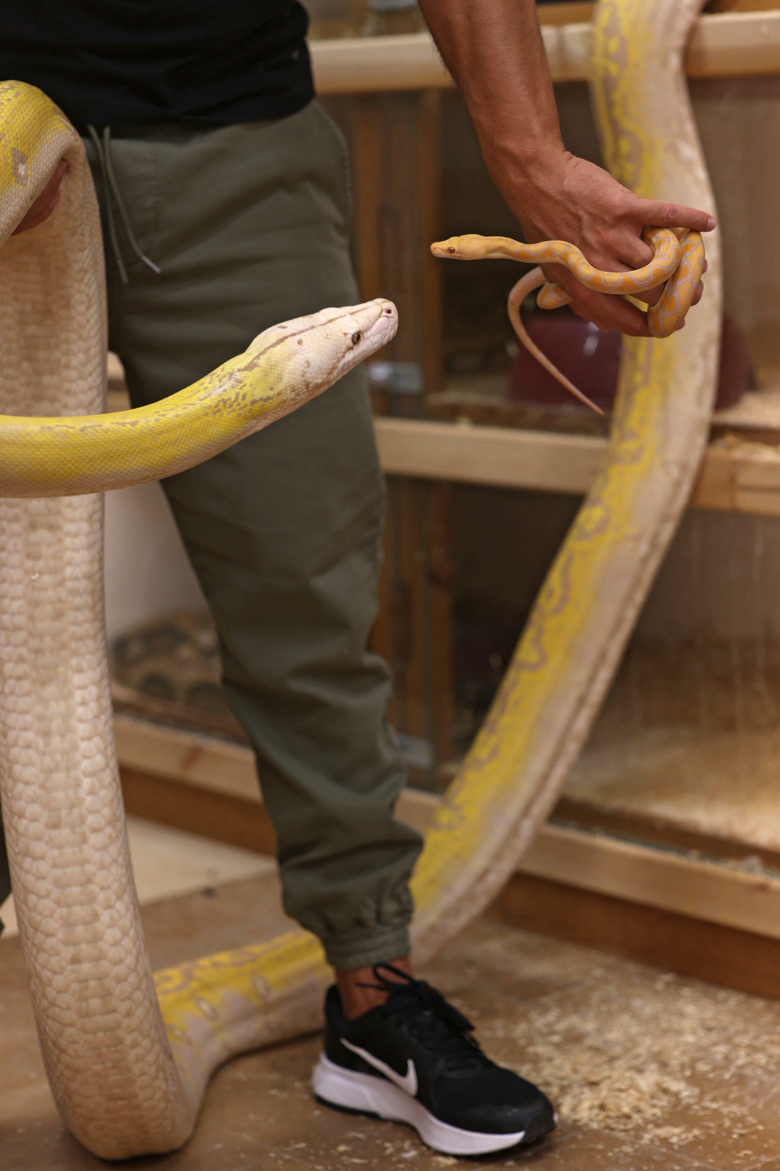 Saudi masters 'live art' of python crossbreeding in palace home - France 24