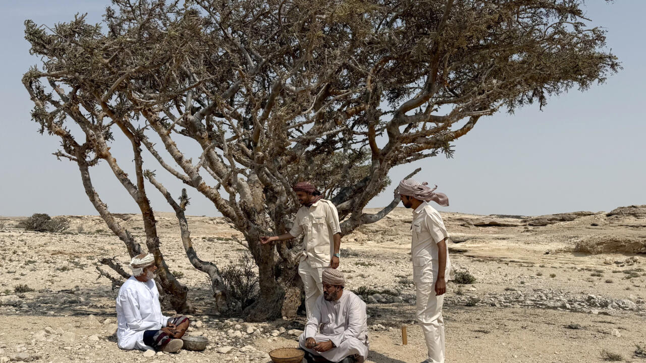أياد عُمانية تجهد لحماية اللّبان أو "كنز" منطقة ظفار