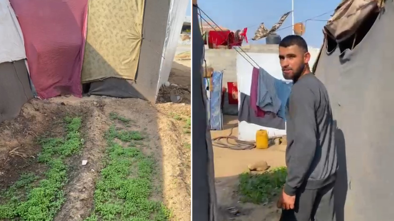 Left: Amro Abu Rabee's crops growing inside the displaced persons' camp in Deir al-Balah. Right: A video by Amro showing his crops among the tents.