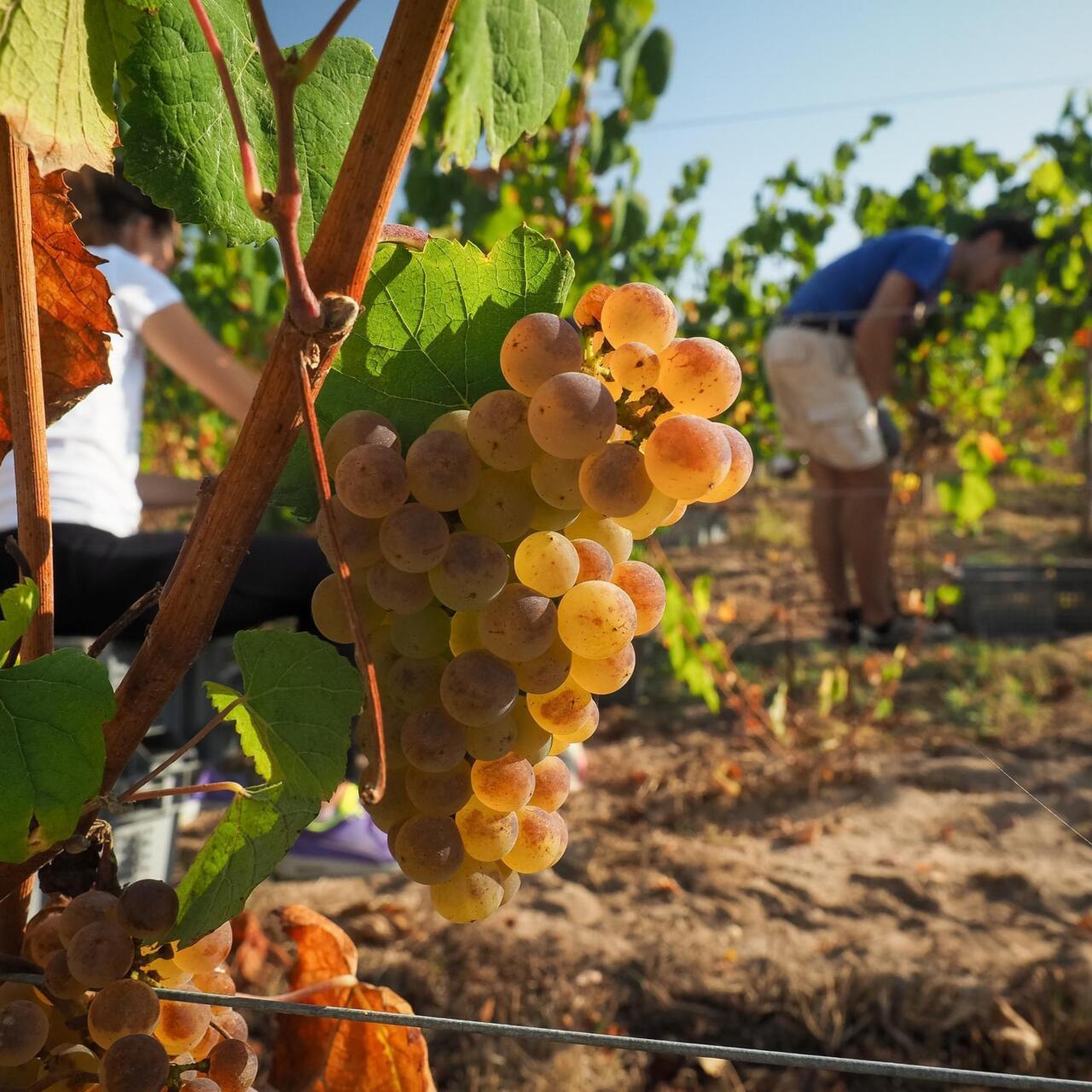 France To Splash Out 250 Million On Struggling Wine Sector