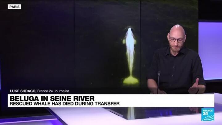 Ailing beluga whale put down in last-ditch French rescue bid