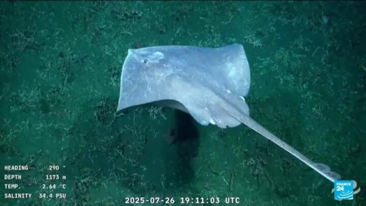 Mar del Plata Canyon: underwater robot live stream draws over a million viewers per day