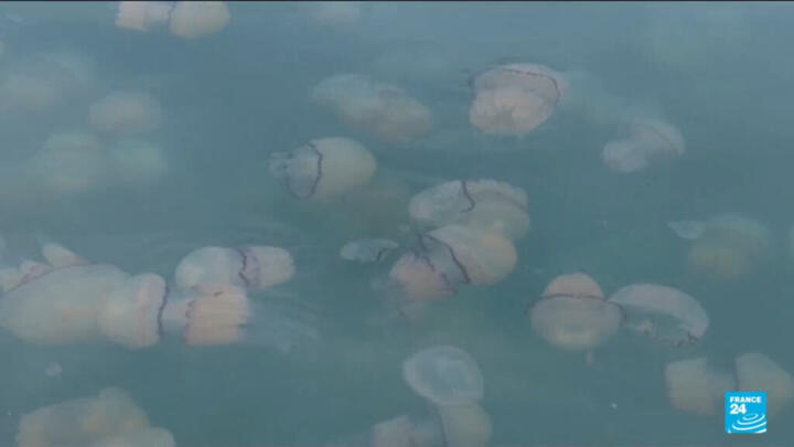 Four reactors of power plant invaded by animals