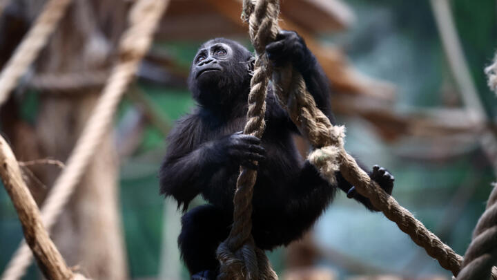 London Zoo begins annual animal stocktake