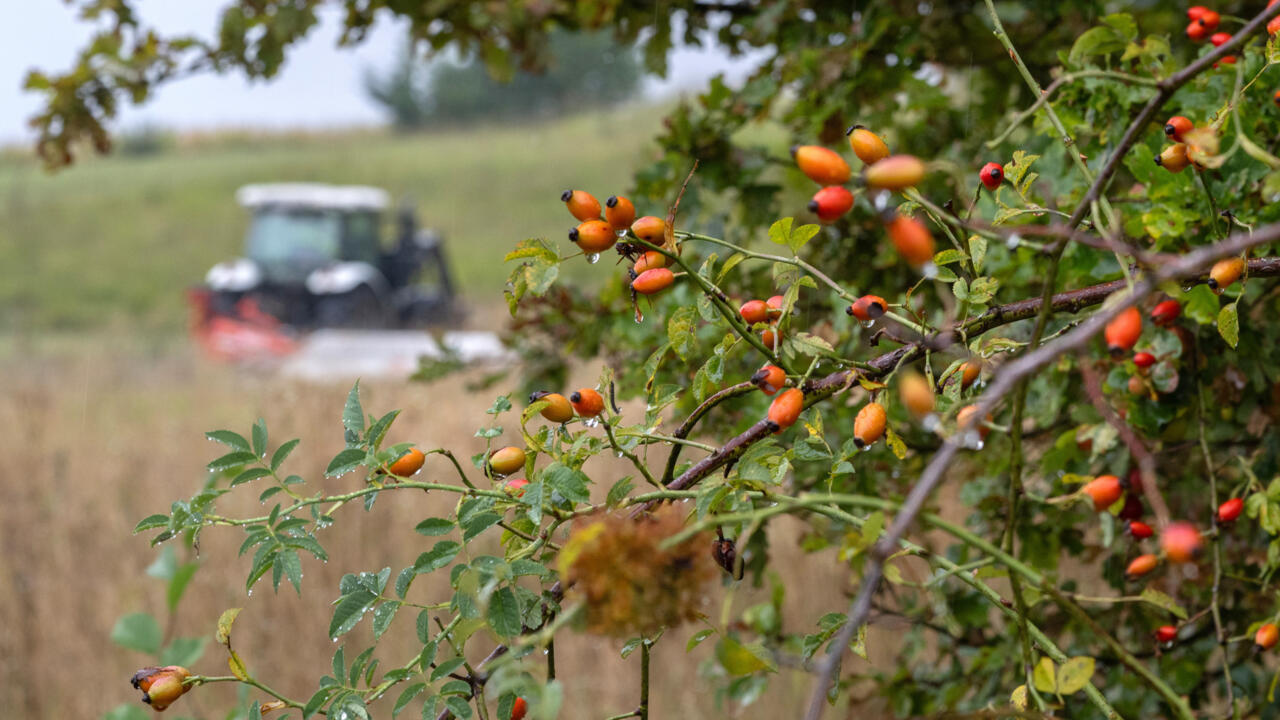 L'instant + : en Autriche, moins de fauchage pour préserver la "ceinture verte" et la biodiversité