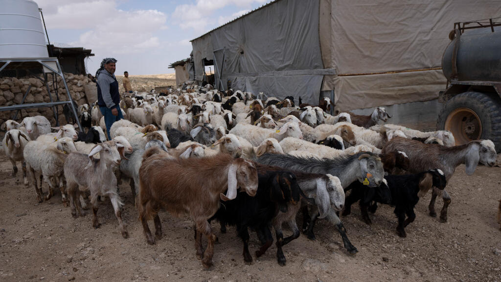 El palestino Issa Abu Eram lleva a su rebaÃÂÃÂÃÂño de ovejas a pastar por la tarde, en la comunidad de Jinba, Masafer Yatta, en Cisjordania ocupada, el 6 de mayo de 2022.