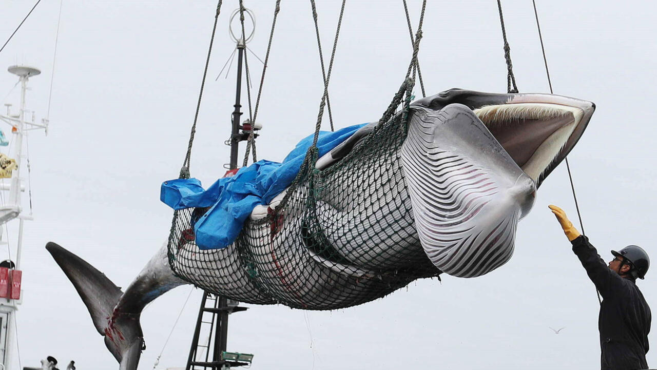 ¿Por qué Japón reanudó la caza comercial de ballenas? ¿Por qué Japón reanudó la caza comercial de ballenas?