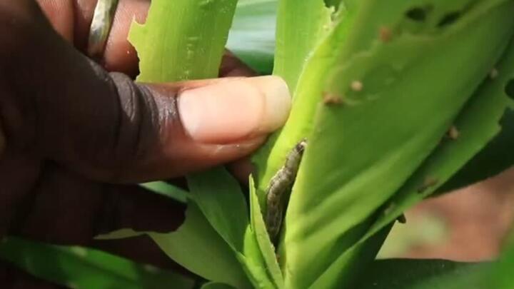 Armyworm devastates maize in Benin: Digital solution for farmers launched