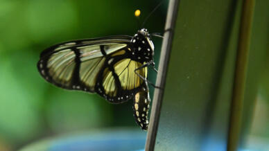 Earth seeing 'catastrophic collapse' of insects