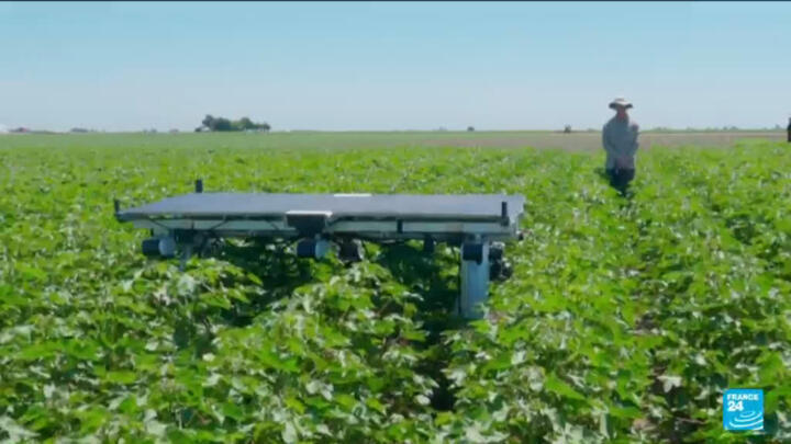 AI robots tackle weeds without chemicals