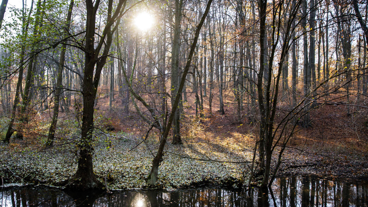 Dans Le Murmure De La Forêt Perdue Il se murmure que les arbres discutent en forêt