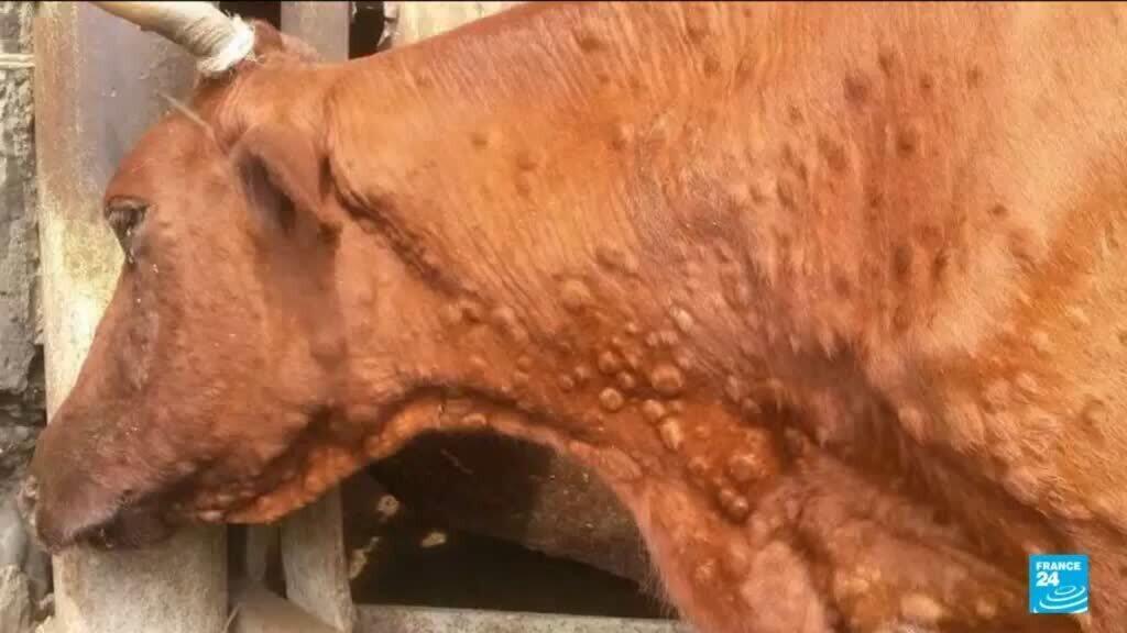 ويقول المزارعون الفرنسيون إن القطاع يعاني من أزمة لأنهم يحتجون على ذبح الماشية