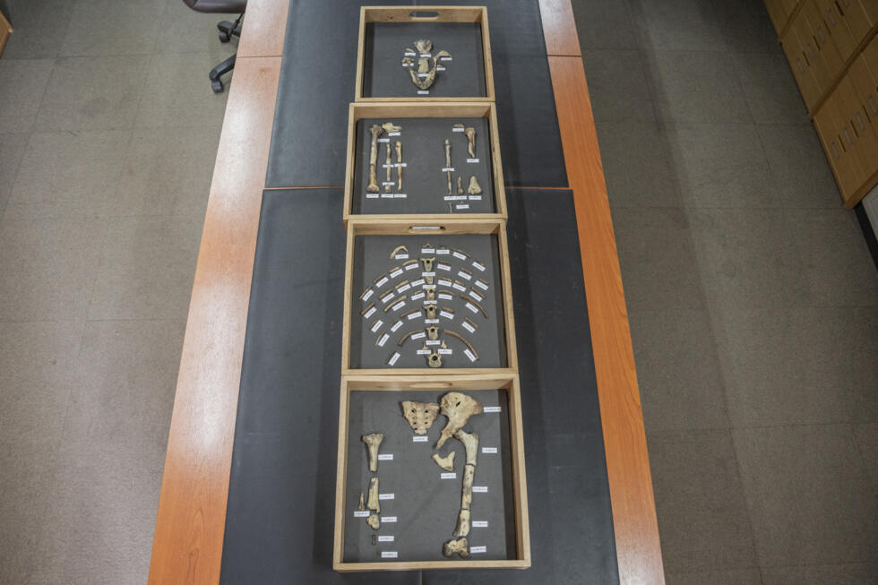 Des ossements de l'australopithèque Lucy au musée national d'Éthiopie, le 19 novembre 2024 à Addis Abeba.